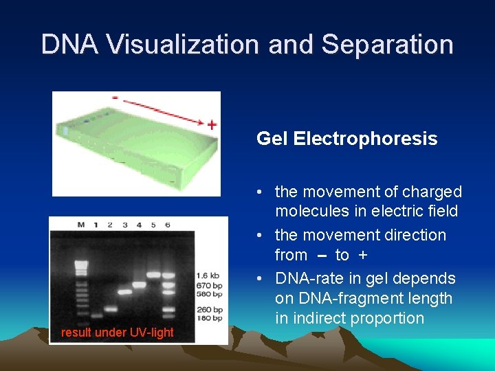 DNA Visualization and Separation Gel Electrophoresis result under UV-light • the movement of charged