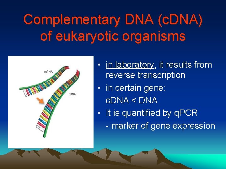 Complementary DNA (c. DNA) of eukaryotic organisms • in laboratory, it results from reverse