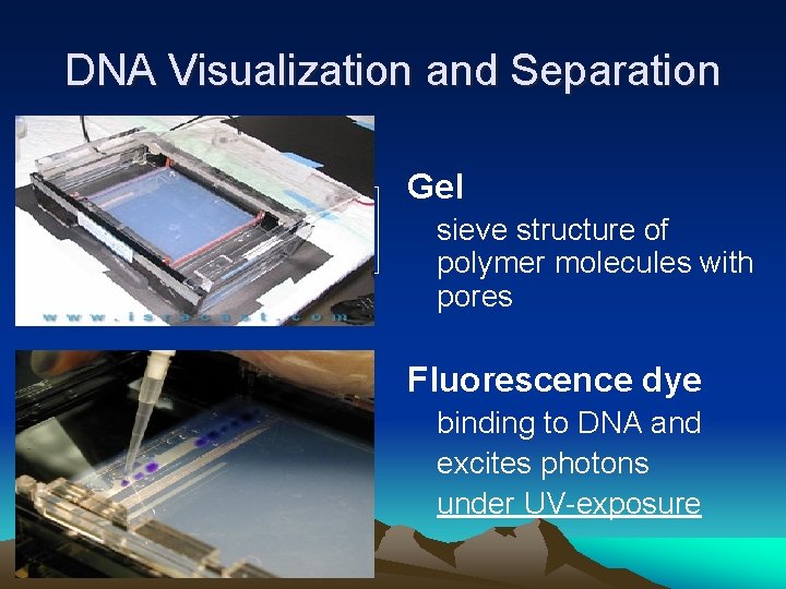 DNA Visualization and Separation Gel sieve structure of polymer molecules with pores Fluorescence dye