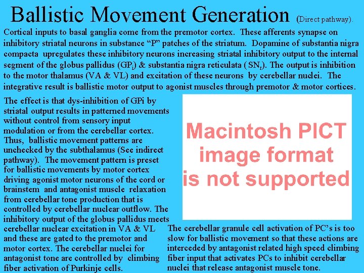 Ballistic Movement Generation ( Direct pathway). Cortical inputs to basal ganglia come from the