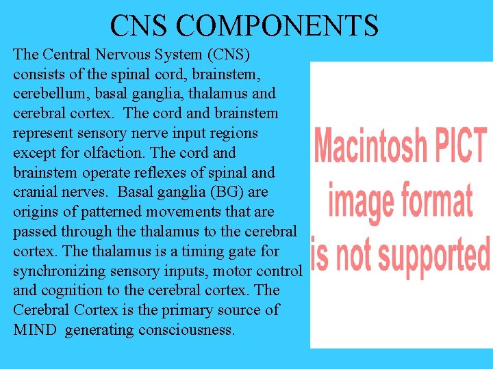 CNS COMPONENTS The Central Nervous System (CNS) consists of the spinal cord, brainstem, cerebellum,