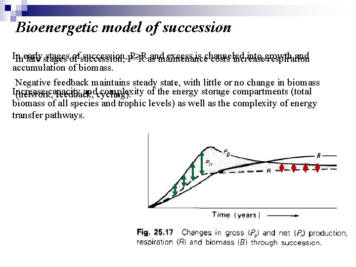 Bioenergetic model of succession In stagesof ofsuccession, P=R P>Ras and excess is channeled into