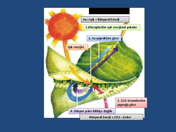 Su + Işık = Kimyasal Enerji 1. Kloroplastlar ışık enerjisini yakalar 2. Su yapraklara