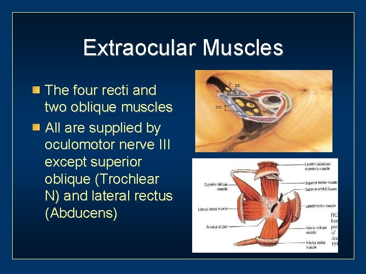 Extraocular Muscles The four recti and two oblique muscles All are supplied by oculomotor