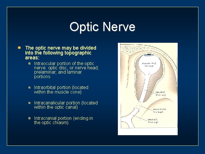 Optic Nerve The optic nerve may be divided into the following topographic areas: Intraocular