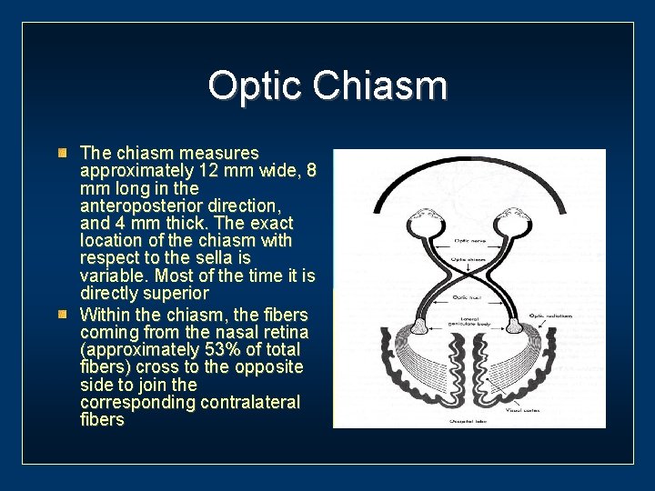 Optic Chiasm The chiasm measures approximately 12 mm wide, 8 mm long in the