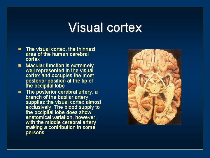 Visual cortex The visual cortex, the thinnest area of the human cerebral cortex Macular
