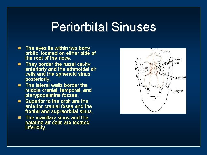 Periorbital Sinuses The eyes lie within two bony orbits, located on either side of