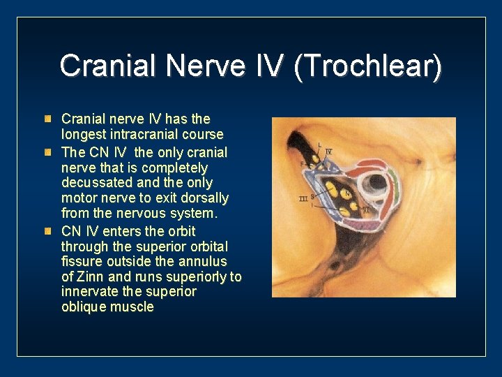 Cranial Nerve IV (Trochlear) Cranial nerve IV has the longest intracranial course The CN