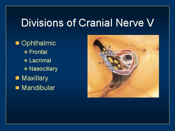 Divisions of Cranial Nerve V Ophthalmic Frontal Lacrimal Nasociliary Maxillary Mandibular 