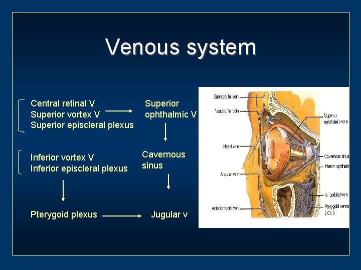 Venous system Central retinal V Superior vortex V Superior episcleral plexus Inferior vortex V