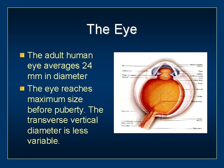 The Eye The adult human eye averages 24 mm in diameter The eye reaches