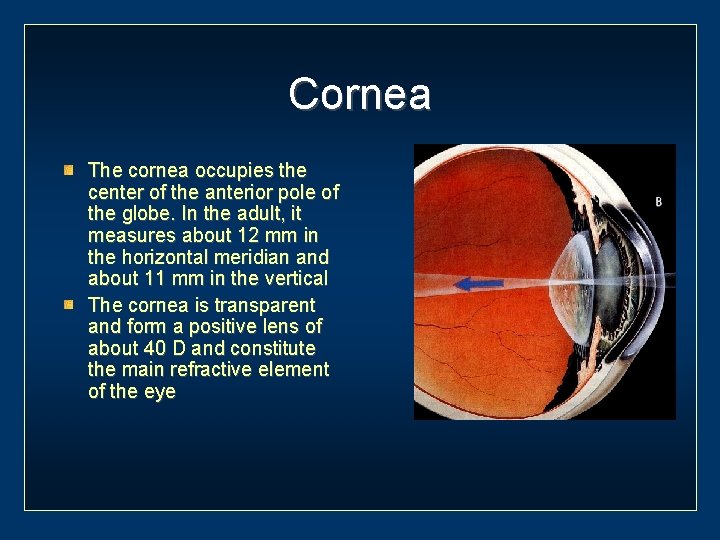 Cornea The cornea occupies the center of the anterior pole of the globe. In