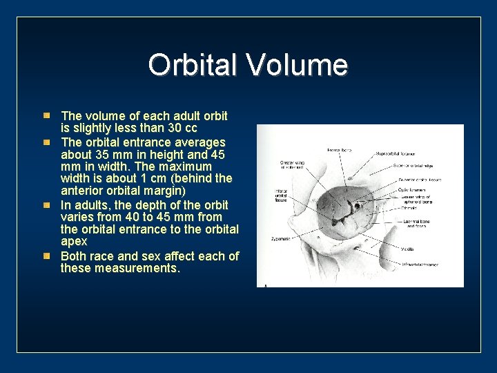 Orbital Volume The volume of each adult orbit is slightly less than 30 cc