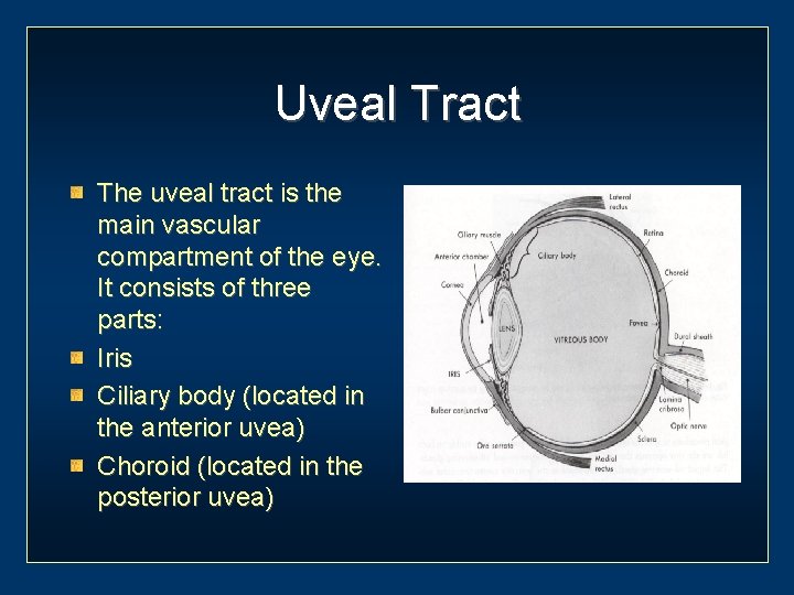 Uveal Tract The uveal tract is the main vascular compartment of the eye. It