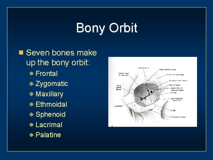 Bony Orbit Seven bones make up the bony orbit: Frontal Zygomatic Maxillary Ethmoidal Sphenoid