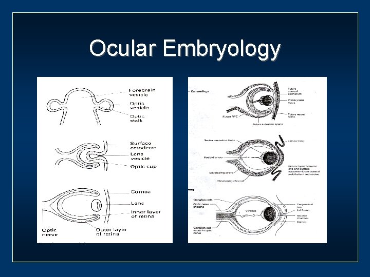 Ocular Embryology 