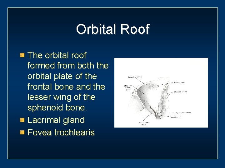 Orbital Roof The orbital roof formed from both the orbital plate of the frontal