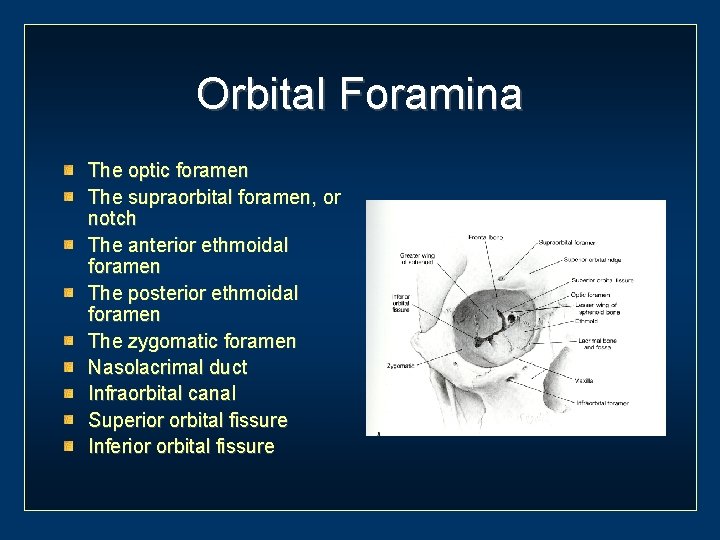 Orbital Foramina The optic foramen The supraorbital foramen, or notch The anterior ethmoidal foramen