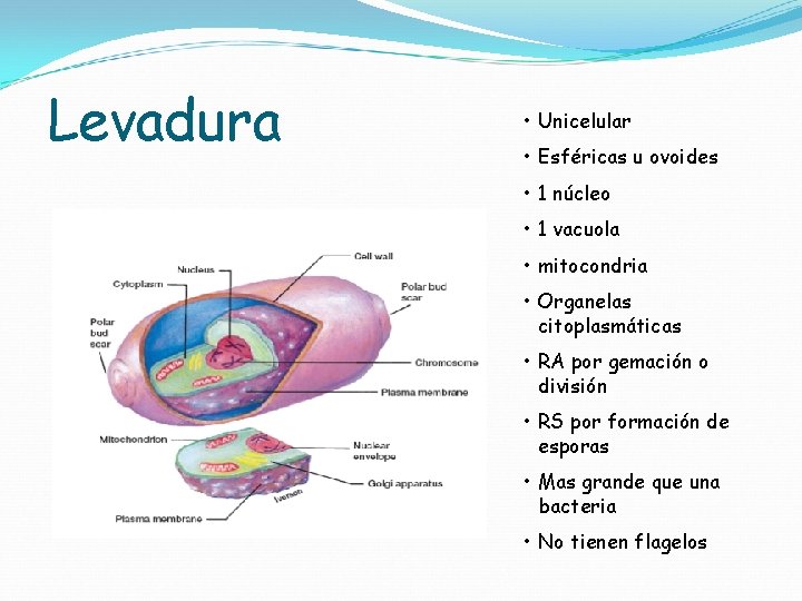 Levadura • Unicelular • Esféricas u ovoides • 1 núcleo • 1 vacuola •