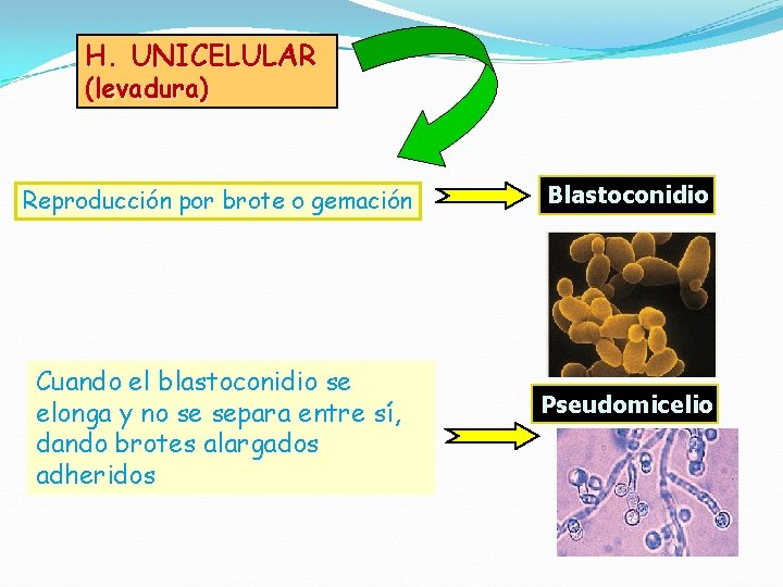 H. UNICELULAR (levadura) Reproducción por brote o gemación Cuando el blastoconidio se elonga y