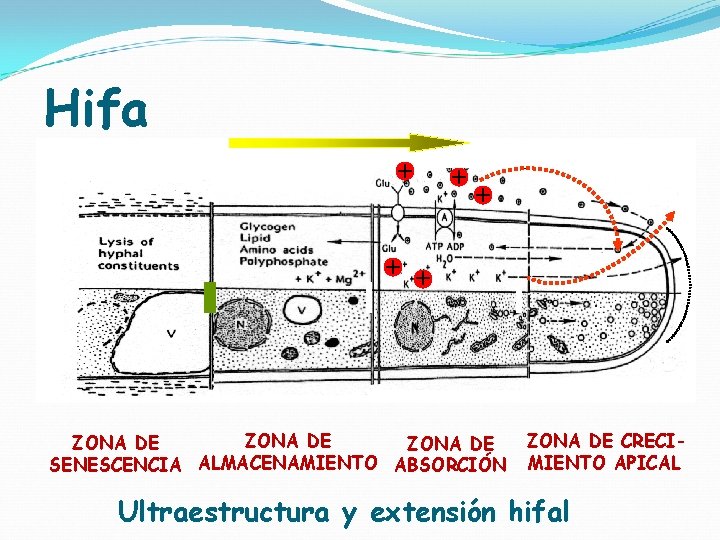 Hifa + + + ZONA DE SENESCENCIA ALMACENAMIENTO ABSORCIÓN ZONA DE CRECIMIENTO APICAL Ultraestructura