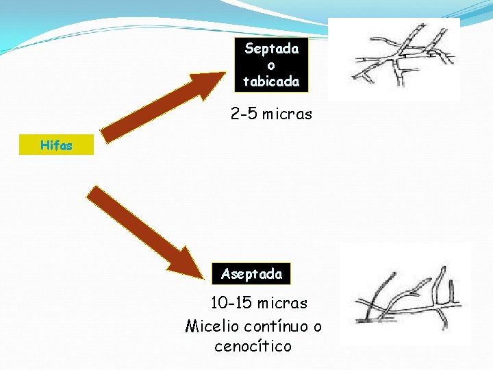 Septada o tabicada 2 -5 micras Hifas Aseptada 10 -15 micras Micelio contínuo o