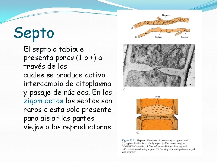 Septo El septo o tabique presenta poros (1 o +) a través de los
