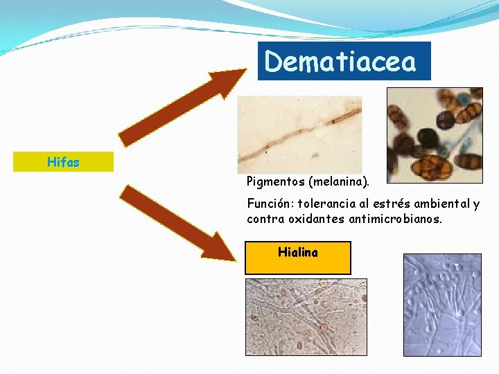 Dematiacea Hifas Pigmentos (melanina). Función: tolerancia al estrés ambiental y contra oxidantes antimicrobianos. Hialina