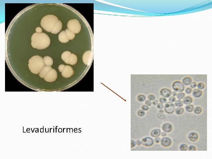 Levaduriformes 