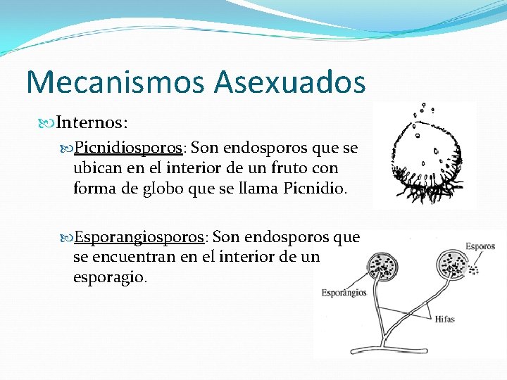 Mecanismos Asexuados Internos: Picnidiosporos: Son endosporos que se ubican en el interior de un