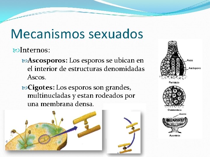Mecanismos sexuados Internos: Ascosporos: Los esporos se ubican en el interior de estructuras denomidadas