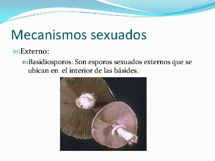 Mecanismos sexuados Externo: Basidiosporos: Son esporos sexuados externos que se ubican en el interior