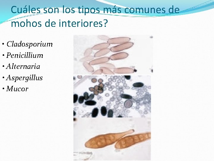 Cuáles son los tipos más comunes de mohos de interiores? • Cladosporium • Penicillium