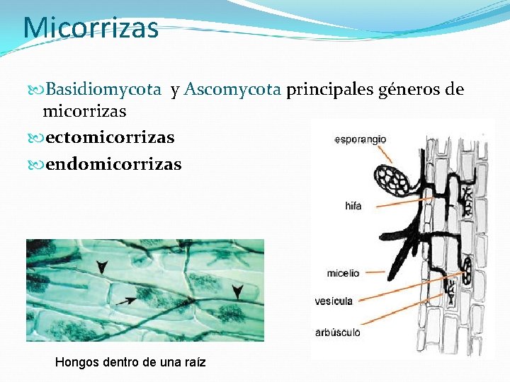 Micorrizas Basidiomycota y Ascomycota principales géneros de micorrizas ectomicorrizas endomicorrizas Hongos dentro de una