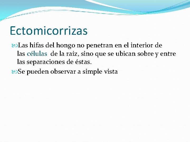 Ectomicorrizas Las hifas del hongo no penetran en el interior de las células de