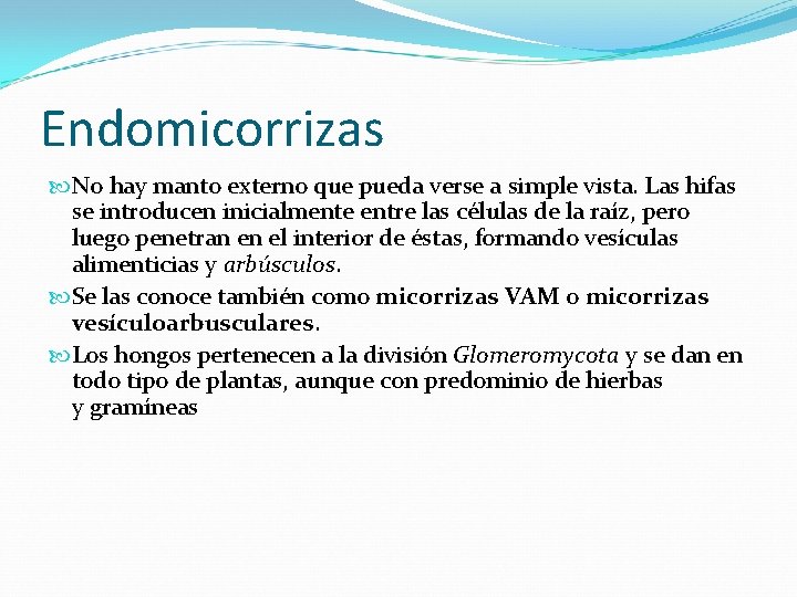 Endomicorrizas No hay manto externo que pueda verse a simple vista. Las hifas se