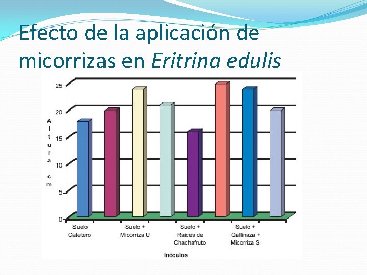 Efecto de la aplicación de micorrizas en Eritrina edulis 