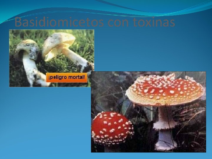 Basidiomicetos con toxinas 