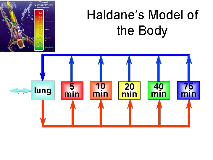 Haldane’s Model of the Body lung 5 min 10 min 20 min 40 min
