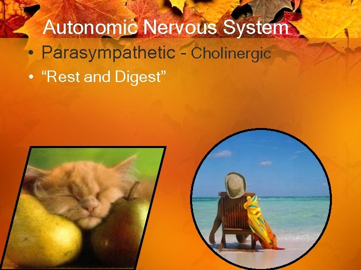 Autonomic Nervous System • Parasympathetic - Cholinergic • “Rest and Digest” 