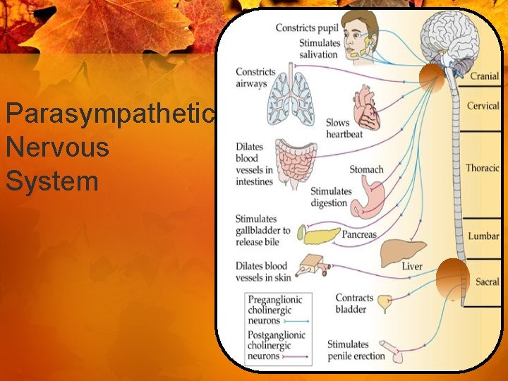 Parasympathetic Nervous System 