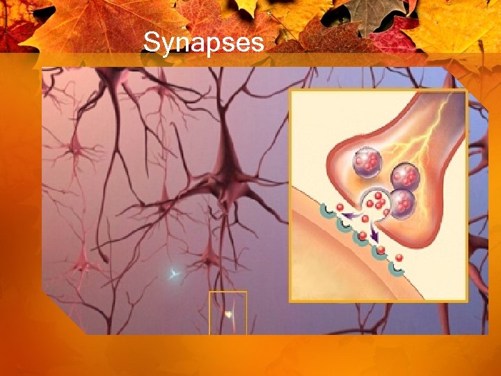 Synapses 