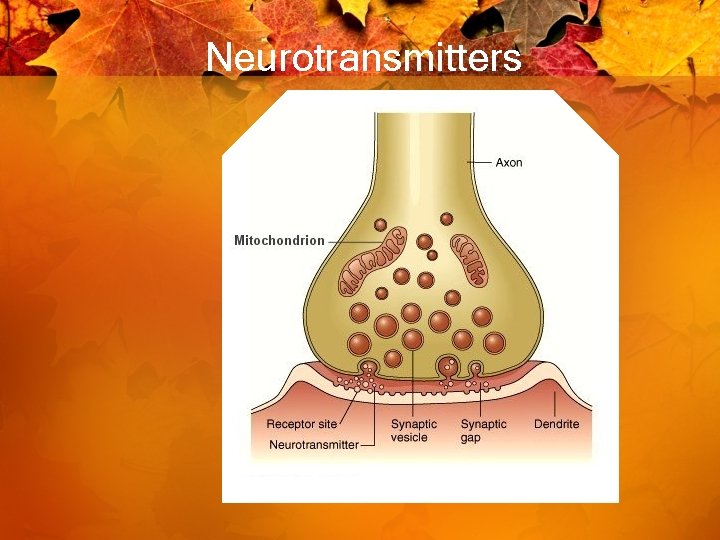 Neurotransmitters 