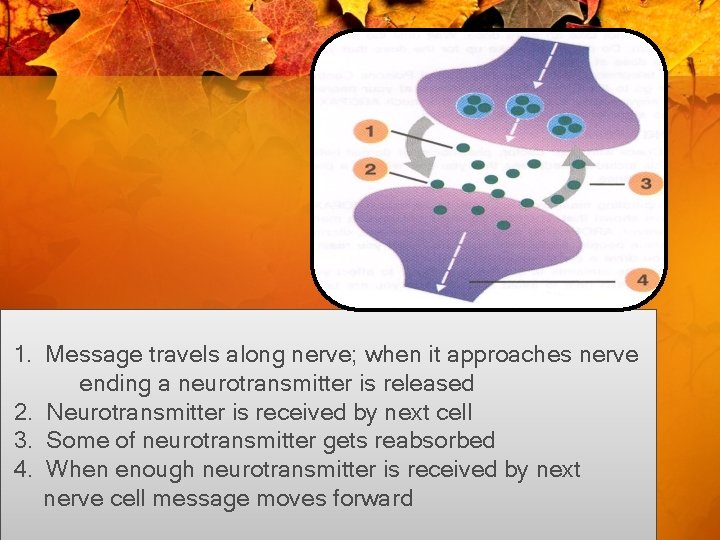 1. Message travels along nerve; when it approaches nerve ending a neurotransmitter is released