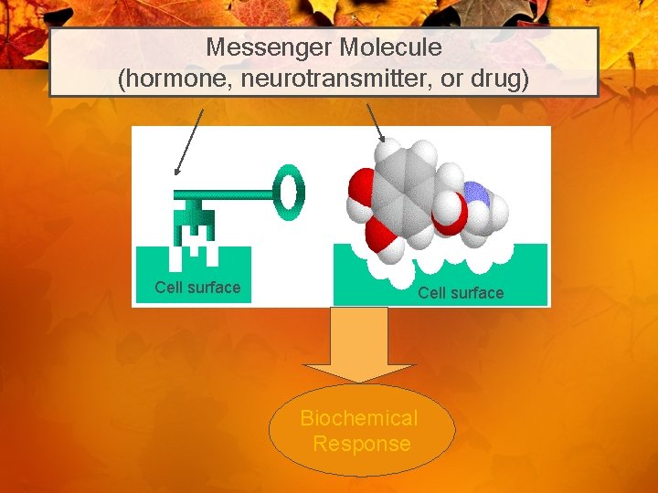 Messenger Molecule (hormone, neurotransmitter, or drug) Cell surface Biochemical Response 