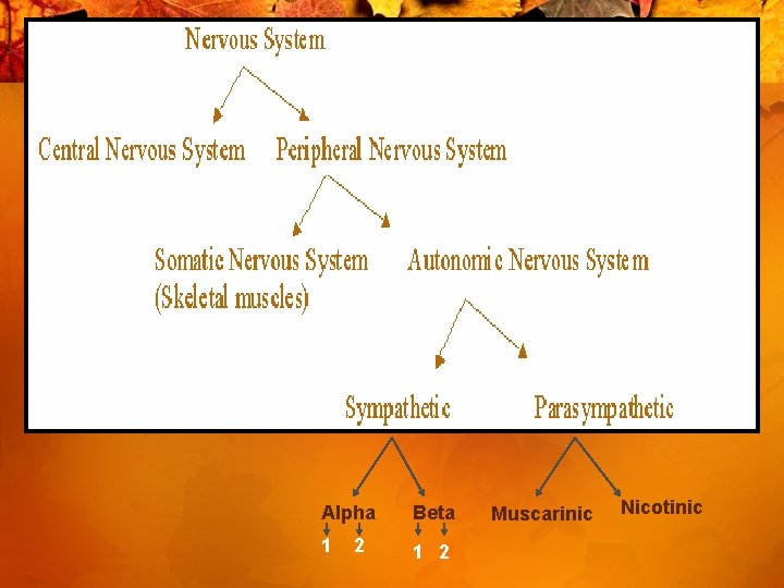 Alpha Beta 1 1 2 2 Muscarinic Nicotinic 