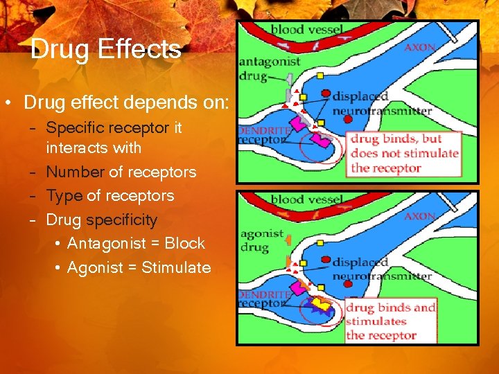Drug Effects • Drug effect depends on: – Specific receptor it interacts with –