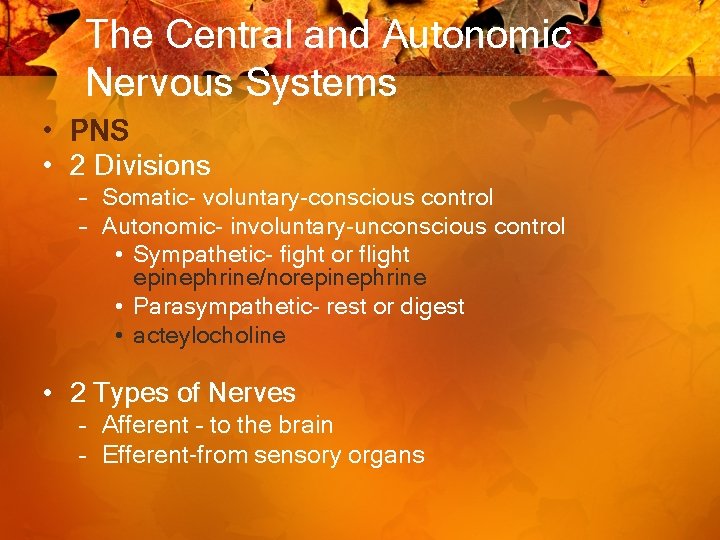 The Central and Autonomic Nervous Systems • PNS • 2 Divisions – Somatic- voluntary-conscious