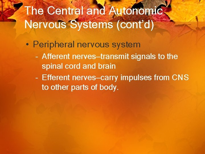 The Central and Autonomic Nervous Systems (cont’d) • Peripheral nervous system – Afferent nerves—transmit